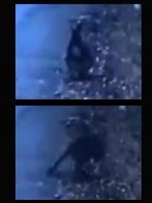 Footage of a wallaby in Whare Flat Rd near the bottom of Three Mile Hill has prompted an...