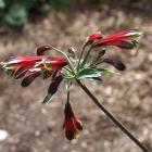 It may be a weed in some regions, but Alstroemeria psittacina syn. A. pulchella (above) is well...