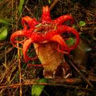 Aseroe rubra’s pretty appearance belies its unappealing smell. Its common name ‘‘stinkhorn’’ fits...