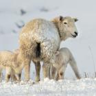 Twin lambs feed beside State Highway 87 near Clarkes Junction following a snowfall which hit...