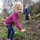 Alice Ransby (5), of Kakanui, helps  plant a native tree at Clark’s Mill at Maheno yesterday to...