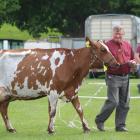 Ken Eade, of Kelso, leads Fairleigh Bur Peach, who was named South Island Ayrshire champion and supreme animal at the South Otago A&P Show at Balclutha on Saturday. Photos by Nicole Sharp.