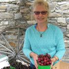 Robyn McFarlane, of McFarlane’s Orchard, on Ripponvale Road, has  cherries for sale. Photos: Pam...