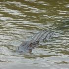 An alligator slides through the murky waters of the Honey Island Swamp. Photos: Pam Jones.