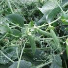 Nothing beats fresh peas but they are under threat. Photos: Gillian Vine.