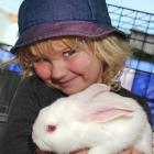 Samantha Parry (3), of Mosgiel, cuddles up to a rabbit. Photos: Christine O'Connor.