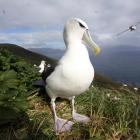A white-capped albatross on the Auckland Islands. Photos supplied.