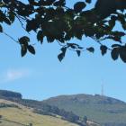 The leaves of a birch in  Dunedin Botanic Garden frame a view of Mt Cargill. Photos: Gillian Vine.