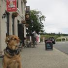 Jessica the huntaway waits outside the Ancient Briton to take her next group of visitors around...