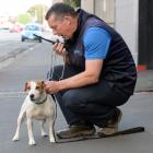 Dunedin City Council animal control officer Alister Wilden reads the registration tag on the collar of a Jack Russell that was caught in Queens Gardens, Dunedin,  yesterday. Photo: Linda Robertson.