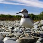 A wrybill checks out a new habitat. Photos: Ann-Kathrin Schlesselmann.