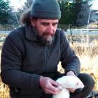 Wanaka rabbiter Steve Barton handles one of the ferrets he uses for rabbiting in the Cromwell...