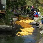 Wanaka's Bullock Creek was a sea of yellow rubber ducks as 1500 were dumped into the water at the top of Dungarvon St at the start of the Rotary Wanaka annual duck race. Photos: Kerrie Waterworth