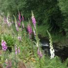 Digitalis purpurea growing alongside Lindsay Creek, Dunedin. Photos: Gillian Vine