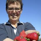 Heather Preedy, owner of Ettrick Gardens, shows off her new season strawberries. The berry fruit season is early this year thanks to the weather. Photos: Simon Henderson
