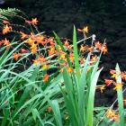 Montbretia (Crocosmia x crocosmiiflora) is a weed. Photos: Gillian Vine