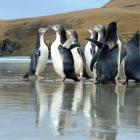 Rescued penguins on an Otago Peninsula beach. Photo: Craig Baxter