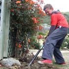 Roxburgh Area School pupil Eli Halker (10) helps clean the garden of a Tweed St house yesterday. Photos: Tom Kitchin