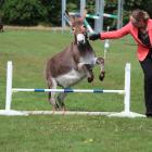 Judy Weild, of Lovells Flat, leads donkey Pinky Awapunui Mirabelle over a hurdle at the...