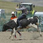 Kurow teenager Loche Cowan rides towards a win in the Westpac Chopper Appeal Hotel Challenge at the Maniototo Rodeo in Waipiata yesterday. Photo: Gerard O'Brien