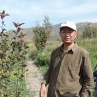 Prof Guan with one of the newly-planted wild apple trees in China’s Ili Botanic Garden. Photos: Charmian Smith