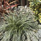 Stones as a mulch let water through to plants. Photos: Gillian Vine