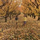 Millie (6) and Lewis (3) Garside play in leaves at Clyde. Photo: Lucinda Garside