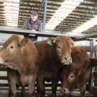 Evan Ferris, of Waikaia, looks over his winning entrant in the on-the-hoof section, far left, which was awarded the Doug Lindsay Memorial Trophy at the Charlton saleyards last week. Photos: Nicole Sharp