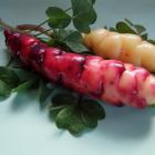There is considerable variation in red oca tuber colour, even from the same plant, as shown here....