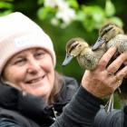 Chimene Sword, of Dunedin, with two of the orphaned ducklings at her Northeast Valley property....