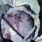 Red and green cabbages, as well as cauliflowers and broccoli, are descended from a single species...