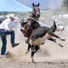 Wanaka cowboy Patrick McCarthy competes in the open rope and tie. Photos: Stephen Jaquiery