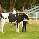 Alisha Parsons (11) with her calf in the intermediate showmanship class. Photos: Ken Muir