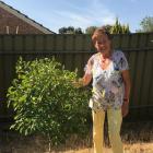 Ilse Nienhaus with her pride and joy, a prune tree. Photos: Gillian Vine