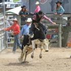 Luke Longley, of Roxburgh, rides his way out of the second division steer ride.
