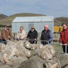 Checking out the Otematata Station rams are (from left) Stephen and Alice Satterthwaite from Muller Station, Awatere, Nic Blanchard and Mike Hargadon from New Zealand Merino, and Matilda Scott from Tasmania, who travelled to New Zealand for the Merino Exc