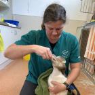 Dr Lisa Argilla feeds an endangered yellow-eyed penguin at the Dunedin Wildlife Hospital. PHOTO:...