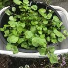 This could be a good year to try growing watercress. Photos: Gillian Vine 