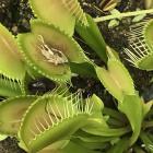 After it has digested an insect, the Venus fly trap’s jaws open for the next victim.PHOTOS:...