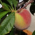 The kernels of peaches and apricots should not be eaten raw.