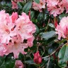 Eating rhododendrons can kill stock.