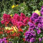Two strong-coloured phlox are teamed with red Alstroemeria and yellow dahlias in a Dunedin...