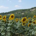 A field of sunflowers in France. PHOTOS: GILLIAN VINE