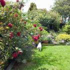 Climbing rose Dublin Bay was an appropriate gift to Bruce Hoskin, as he loved red. In the...