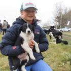 Blaise France (12), of Mt Somers, holds 8-week-old pup Olive ahead of the PGG Wrightson annual...