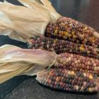 Flint corn can be harvested once the plants have dried off. The corn is then shucked and left to...