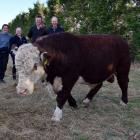 Inspecting Hereford bull Foulden Hill King 2000725, after paying the highest price of $11,500 for...