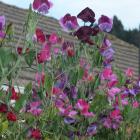 Sweet peas in January, a fitting birthday flower. PHOTOS: GILLIAN VINE
