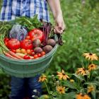Harvesting your produce gets into full swing this month. PHOTO: GETTY IMAGES