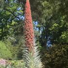 Native to the Canary Islands, Echium wildpretii will grow up to 5m tall. 